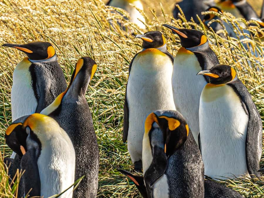 Punta Arenas: Full Day Tierra del Fuego & King Penguins - Leaving Punta Arenas for the Strait of Magellan
