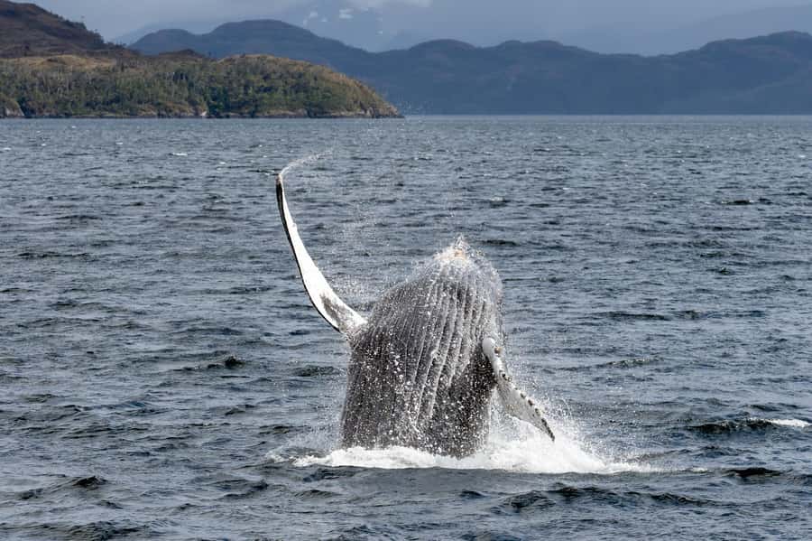 Punta Arenas: Full-Day Whales, Penguins, and Glaciers Tour - Cape Froward and the southern Strait