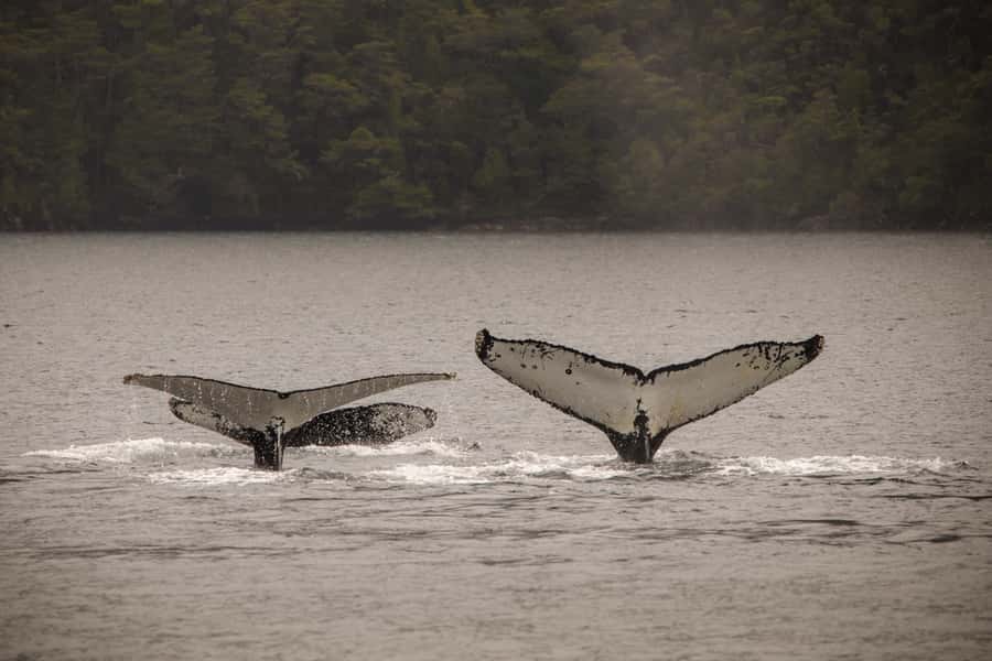 Punta Arenas: Full-Day Whales, Penguins, and Glaciers Tour - Whale watching in Francisco Coloane Marine Park