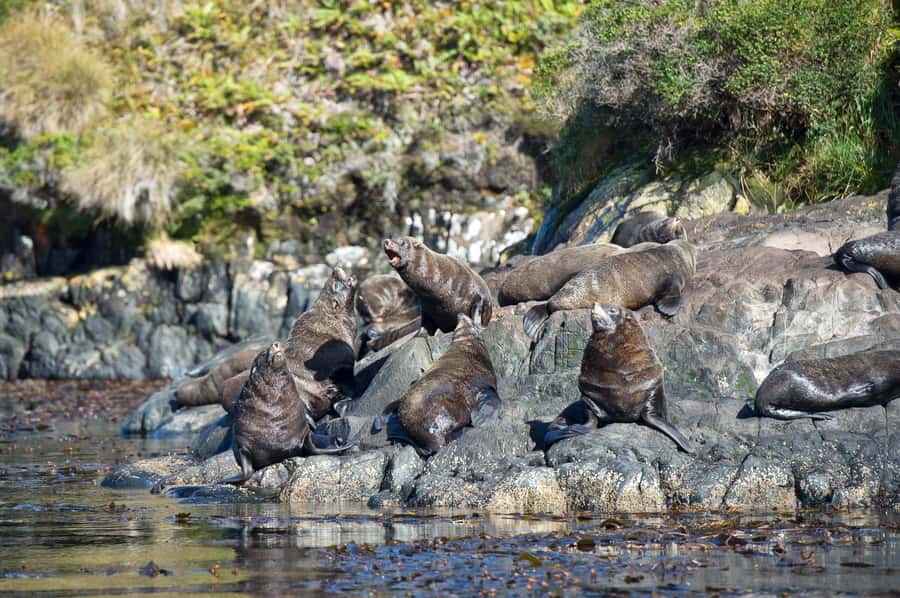 Punta Arenas: Full-Day Whales, Penguins, and Glaciers Tour - Magellanic penguins and other marine life