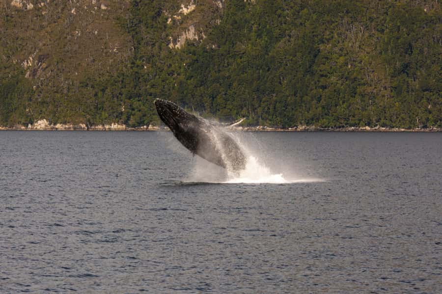Punta Arenas: Full-Day Whales, Penguins, and Glaciers Tour - What the $365 price buys you