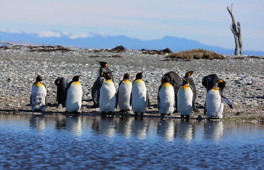 Punta Arenas: King Penguin Park and Tierra del Fuego Trip - Why the long road to the penguins matters