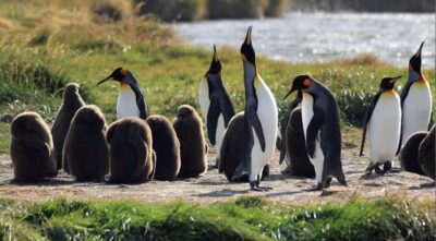King Penguin Park and Tierra del Fuego Trip