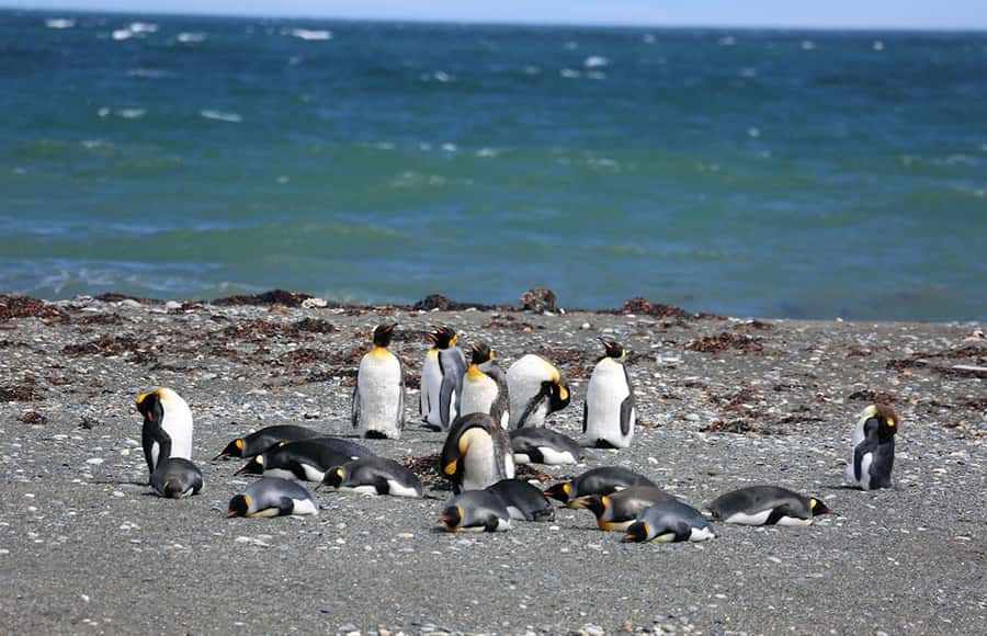 Punta Arenas: King Penguin Park and Tierra del Fuego Trip - The king penguin colony at Bahía Inútil