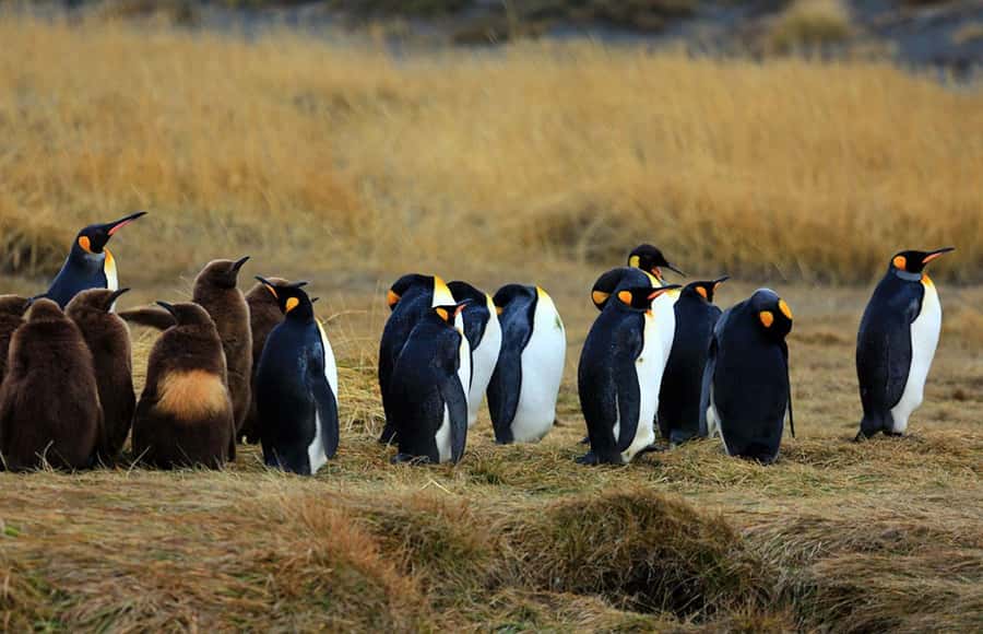 Punta Arenas: King Penguin Park and Tierra del Fuego Trip - The return through Tierra del Fuego