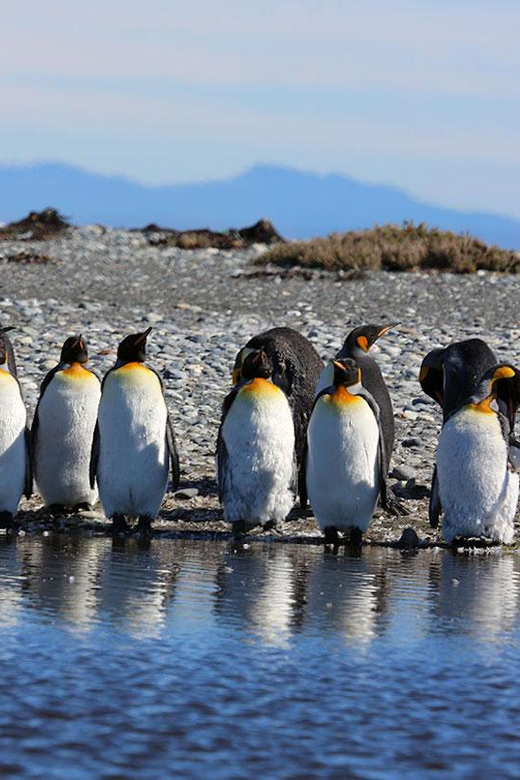 Punta Arenas: King Penguin Park and Tierra del Fuego Trip - Weather, ferry changes, and practical planning