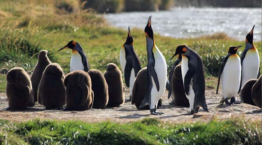 Punta Arenas: King Penguin Park and Tierra del Fuego Trip - Leaving Punta Arenas for the Magellan Strait