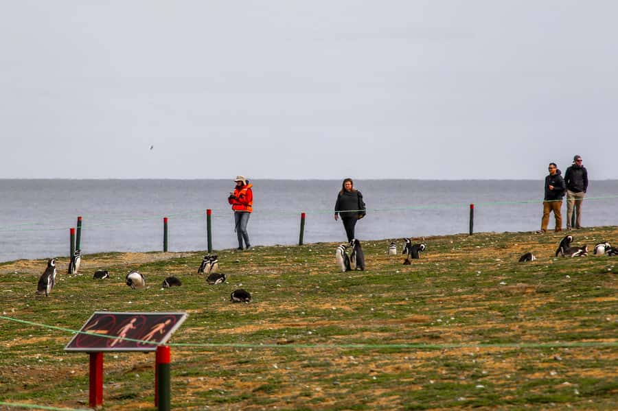 Punta Arenas: Magdalena Island Navigation & Penguin Walk - The boat from Punta Arenas to the island