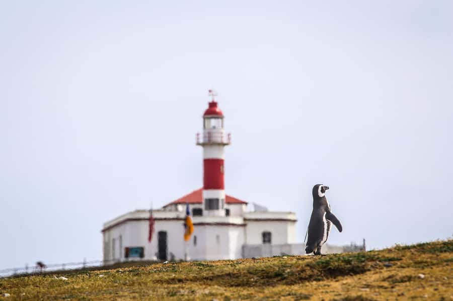 Punta Arenas: Magdalena Island Navigation & Penguin Walk - An hour with Magellanic penguins