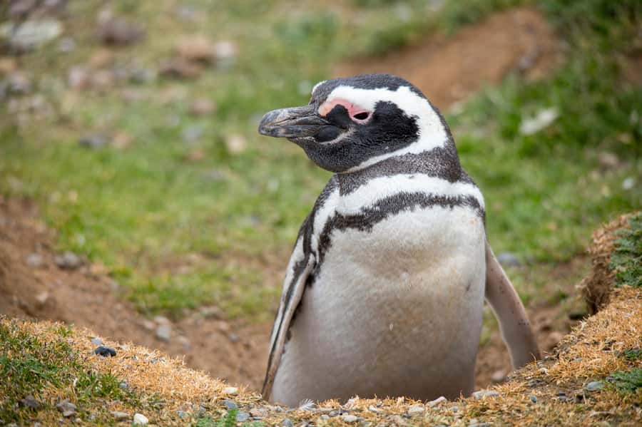 Punta Arenas: Magdalena Island Navigation & Penguin Walk - Wildlife to watch for on the crossing