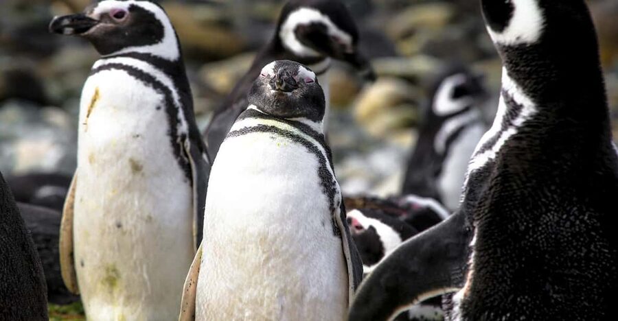 Punta Arenas: Magdalena Island Navigation & Penguin Walk - The port warning that can affect the value