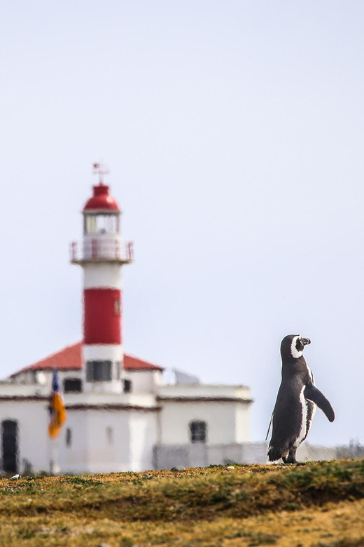 Punta Arenas: Magdalena Island Navigation & Penguin Walk - What to bring for five hours outside