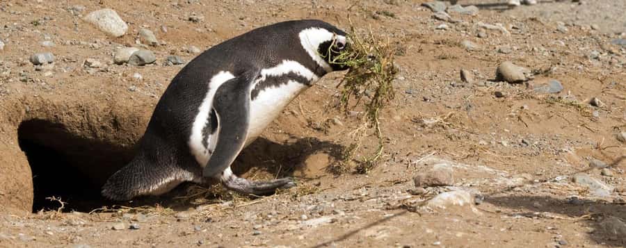 Punta Arenas: Magdalena Island Navigation & Penguin Walk - Cancellation and booking flexibility