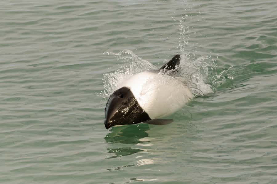 Punta Arenas: Walk with Penguins on Magdalena & Marta Island - Should you book the Magdalena and Marta trip?