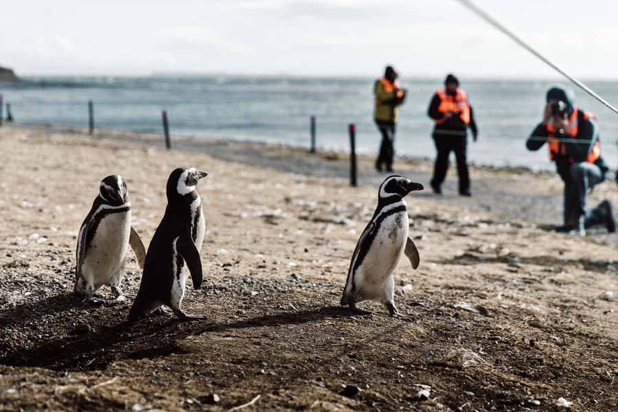 Punta Arenas: Walk with Penguins on Magdalena & Marta Island - One hour beside the penguins