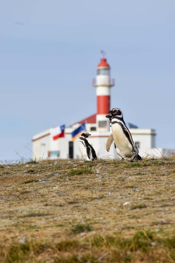 Punta Arenas: Walk with Penguins on Magdalena & Marta Island - Marta Island and the sea lion colony