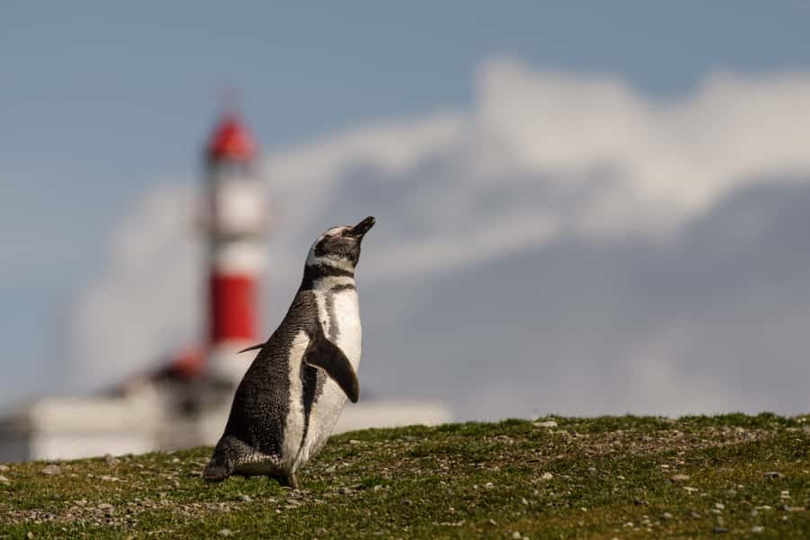 Punta Arenas: Walk with Penguins on Magdalena & Marta Island - Wildlife watching beyond the headline animals