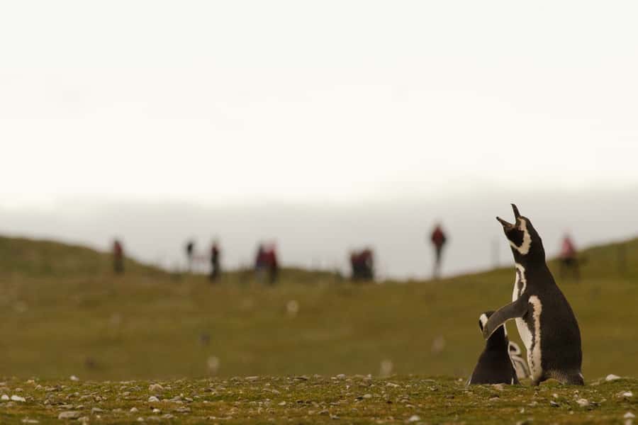 Punta Arenas: Walk with Penguins on Magdalena & Marta Island - Comfort, group size, and the practical tradeoffs