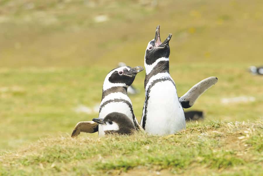 Punta Arenas: Walk with Penguins on Magdalena & Marta Island - What $150 buys you