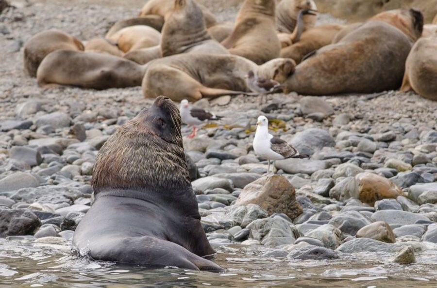 Punta Arenas: Walk with Penguins on Magdalena & Marta Island - Weather, mobility, and who should skip it