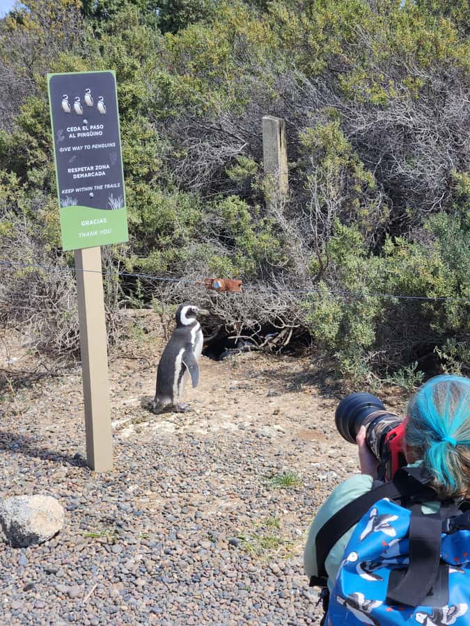 Punta Tombo Cruise Shore Excursion - Walk among penguins - Why Punta Tombo is worth the long ride