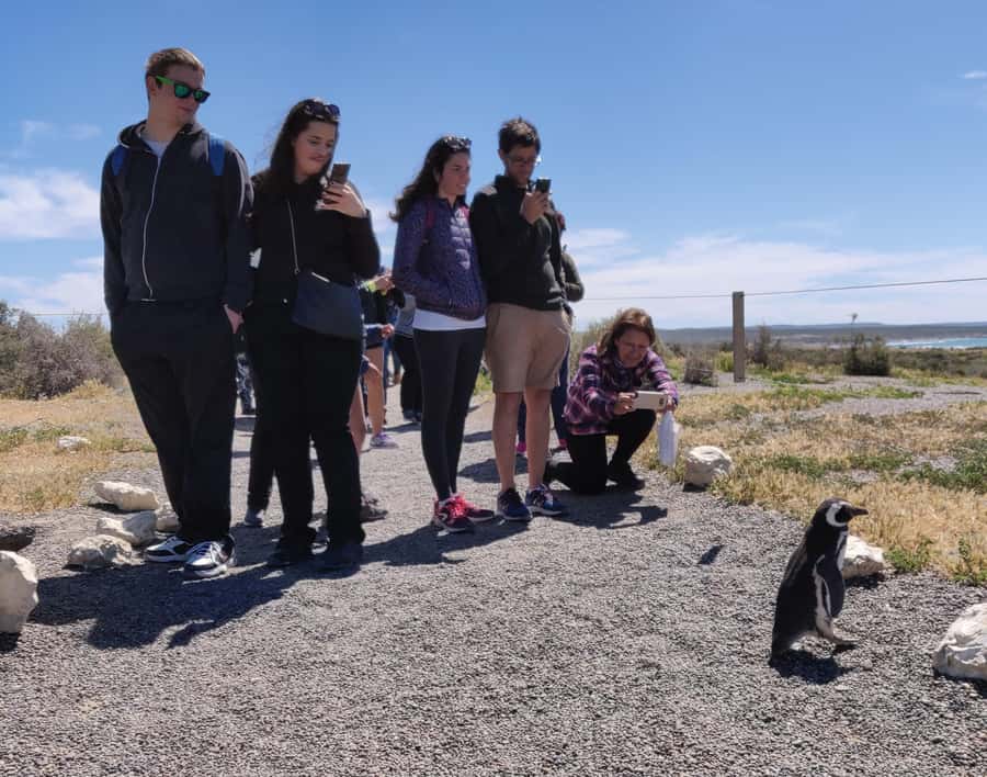 Punta Tombo Cruise Shore Excursion - Walk among penguins - The port meeting point at Comandante Luis Piedra Buena Pier