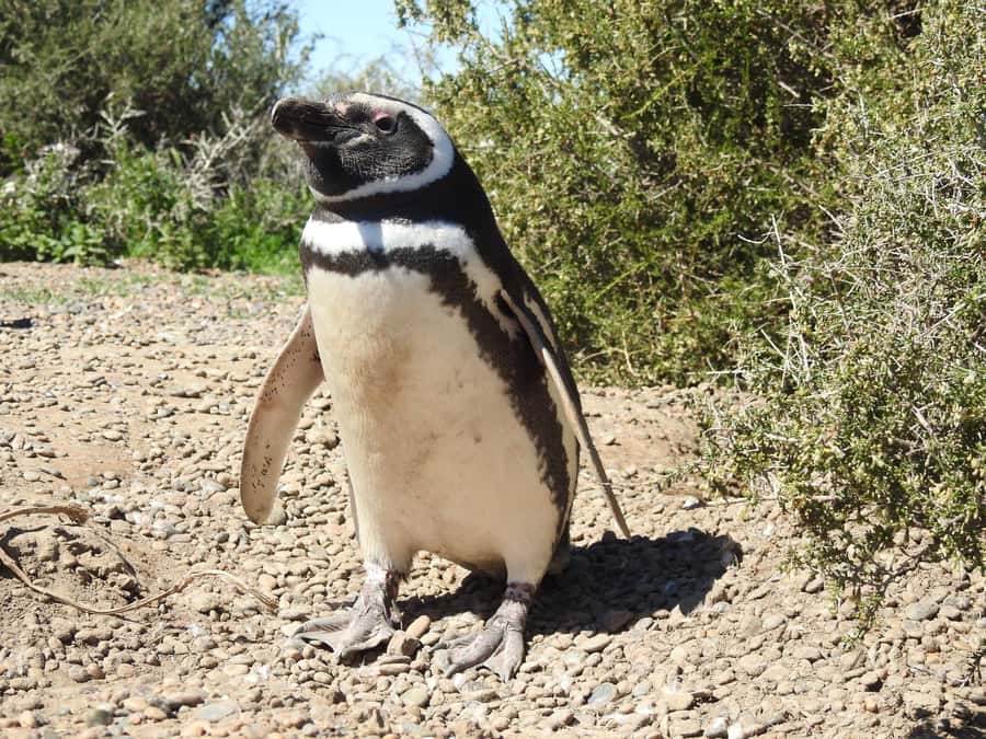 Punta Tombo Cruise Shore Excursion - Walk among penguins - The 170-kilometer drive across Patagonia