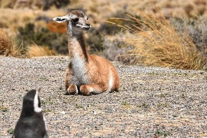 Punta Tombo Penguin Colony from Puerto Madryn with optional Toninas Watching - Key points before you book