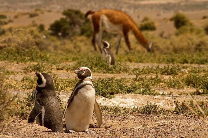Punta Tombo Penguin Colony from Puerto Madryn with optional Toninas Watching - Puerto Rawson and the Toninas option