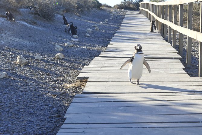 Punta Tombo Penguin Colony from Puerto Madryn with optional Toninas Watching - Who should book this Punta Tombo day trip?