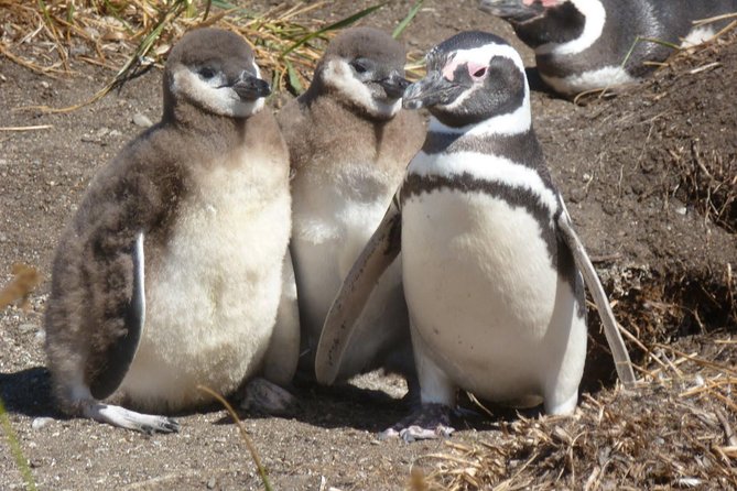 Punta Tombo Penguin Colony from Puerto Madryn with optional Toninas Watching - Walking among Magellanic penguins at Punta Tombo