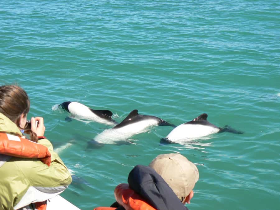 Punta Tombo Penguin Tour & Optional Tonina Watching - Key points at a glance