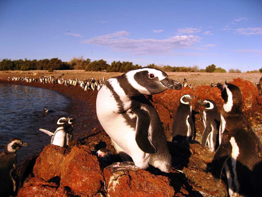 Punta Tombo Penguin Tour & Optional Tonina Watching - Should you book Punta Tombo and Tonina watching?
