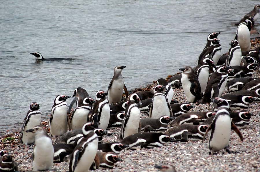 Punta Tombo Penguin Tour & Optional Tonina Watching - Why Punta Tombo is worth the long day