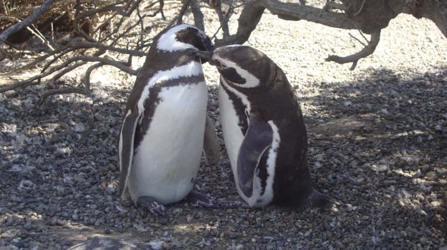 Punta Tombo Penguin Tour & Optional Tonina Watching - Puerto Rawson and the Tonina boat ride