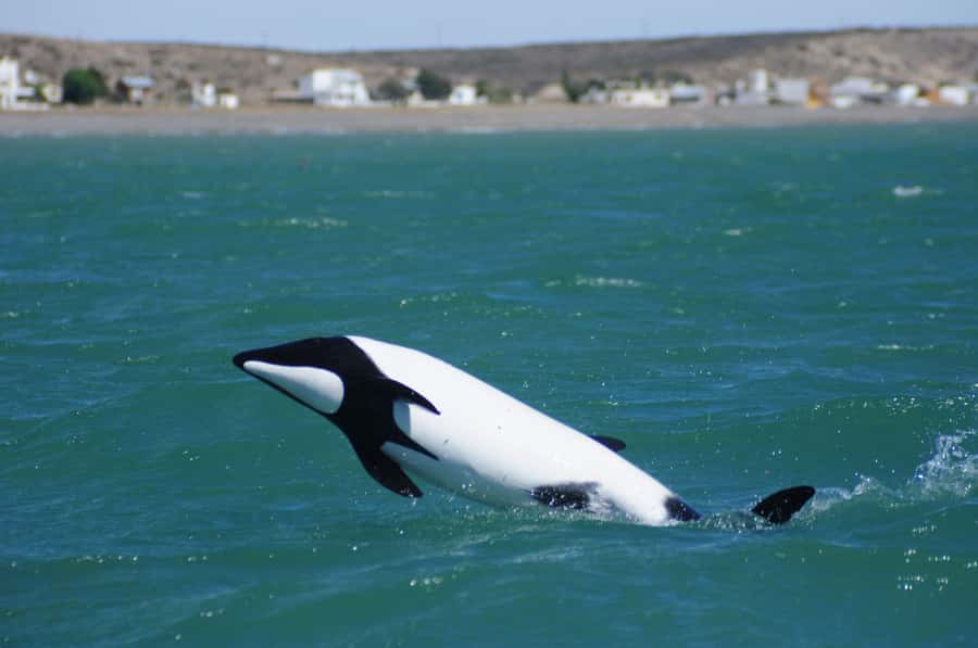 Punta Tombo Penguin Tour & Optional Tonina Watching - Punta Tombo’s penguin colony