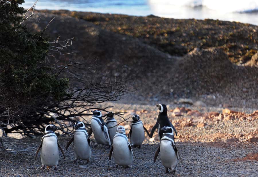 Punta Tombo Penguin Tour & Optional Tonina Watching - Gaiman when dolphins are not available