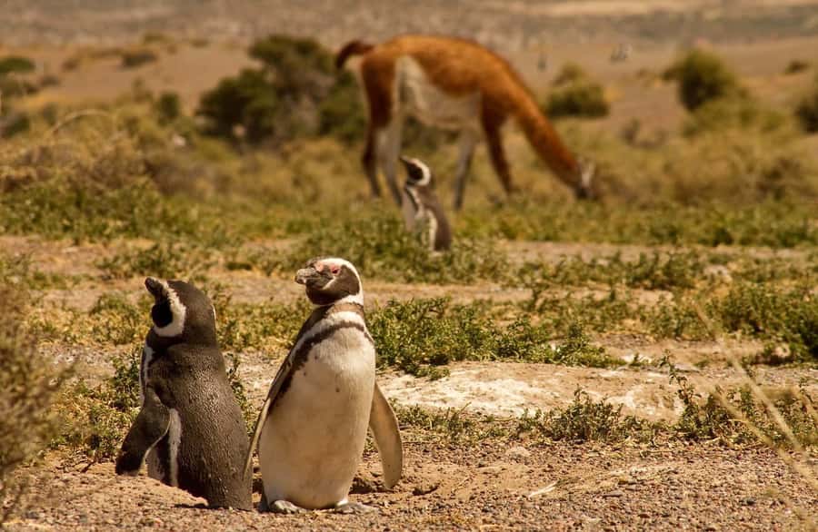 Punta Tombo Penguin Tour & Optional Tonina Watching - How the $300 price works out