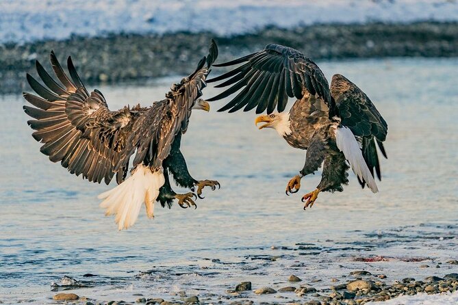 Rafting to Chilkat Bald Eagle Preserve from Haines - Key points to know before you book