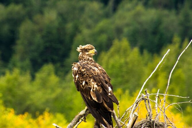 Rafting to Chilkat Bald Eagle Preserve from Haines - Booking, cancellation, and practical details