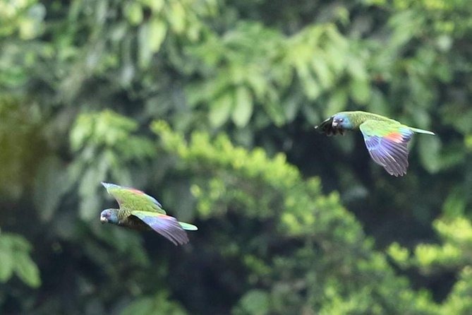 Rain forest and Bird watching - Into Saint Lucia’s rainforest by 8 a.m.