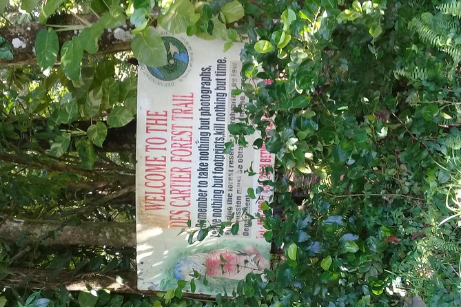 Rain forest and Bird watching - Watching for the Saint Lucia parrot