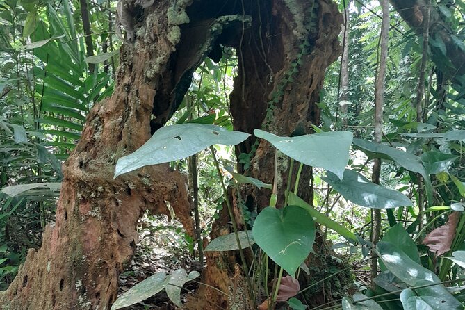 Rain forest and Bird watching - Transport, timing, and the pickup risk