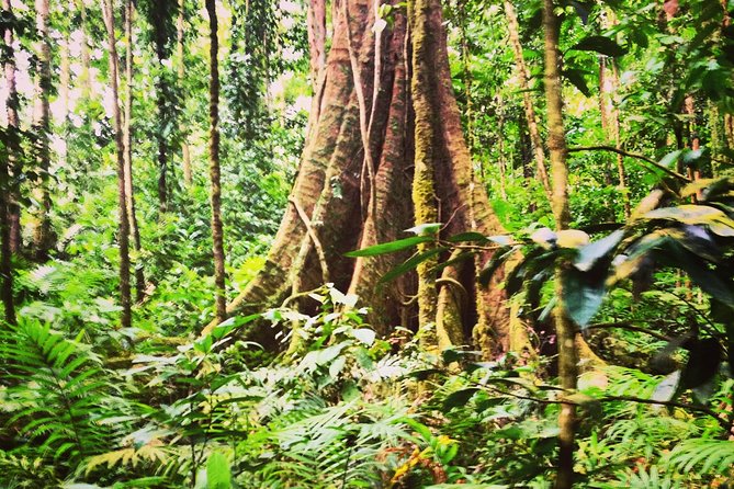 Rain forest and Bird watching - A primary forest walk with a moderate workout