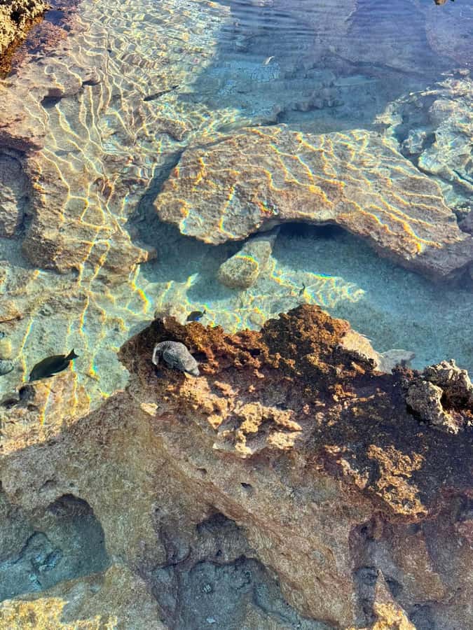 Rangiroa: Blue Lagoon Tiputa Pass Coral Garden Island Birds - What the guides and language support are like
