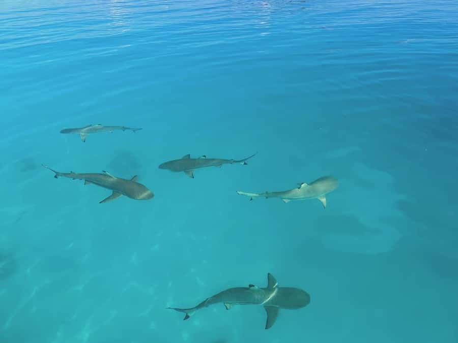 Rangiroa: Blue Lagoon Tiputa Pass Coral Garden Island Birds - What to bring for a more comfortable day