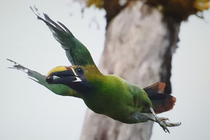 Resplendent Quetzal-Tucans- Tropical Birdwatching Tour Monteverde - Key points at a glance