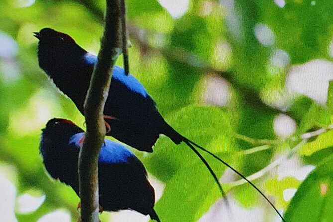 Resplendent Quetzal-Tucans- Tropical Birdwatching Tour Monteverde - Why the 6 a.m. start matters in Monteverde