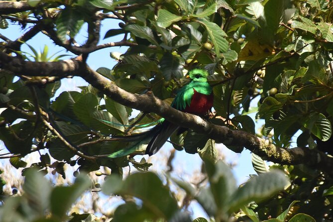 Resplendent Quetzal-Tucans- Tropical Birdwatching Tour Monteverde - What the walk feels like in practice