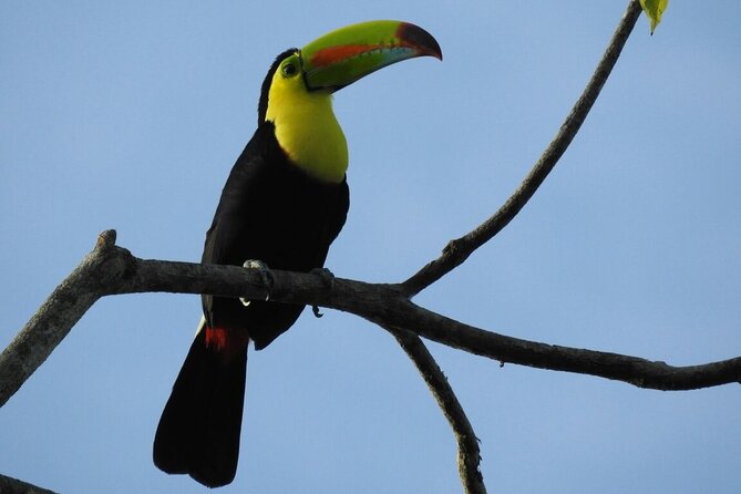 Resplendent Quetzal-Tucans- Tropical Birdwatching Tour Monteverde - Is $100 a fair price?